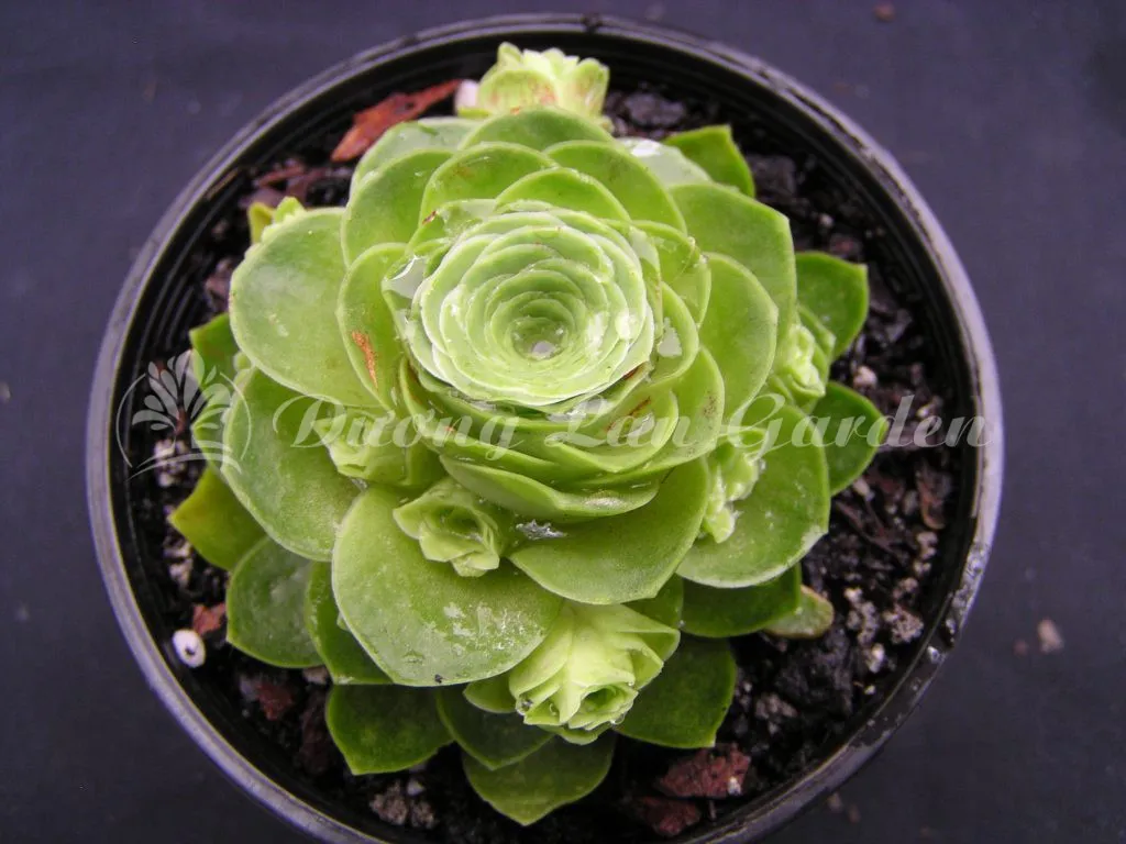 Hướng dẫn tưới nước sen đá hoa hồng xanh đúng cách