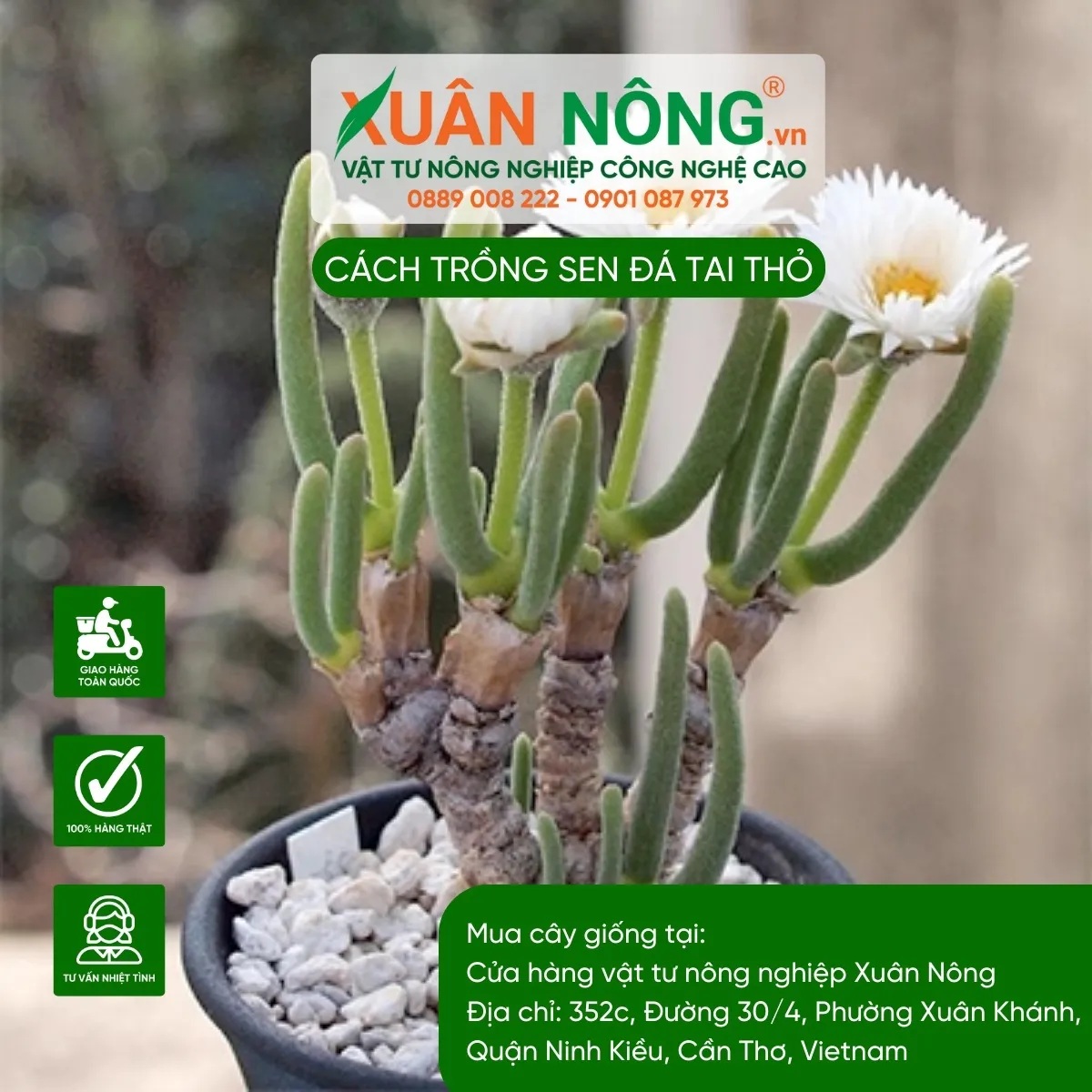 Cắt tỉa và Chăm sóc Sen Đá Tai Thỏ