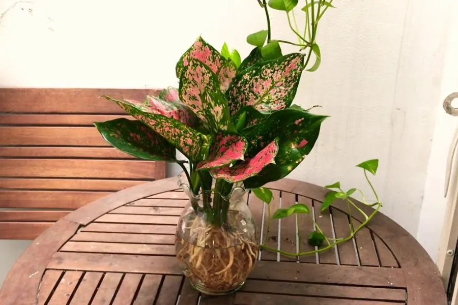 Áp dụng cách chăm sóc thủy sinh cho cây để bàn bằng việc thay nước định kỳ và phơi nắng nhẹ.