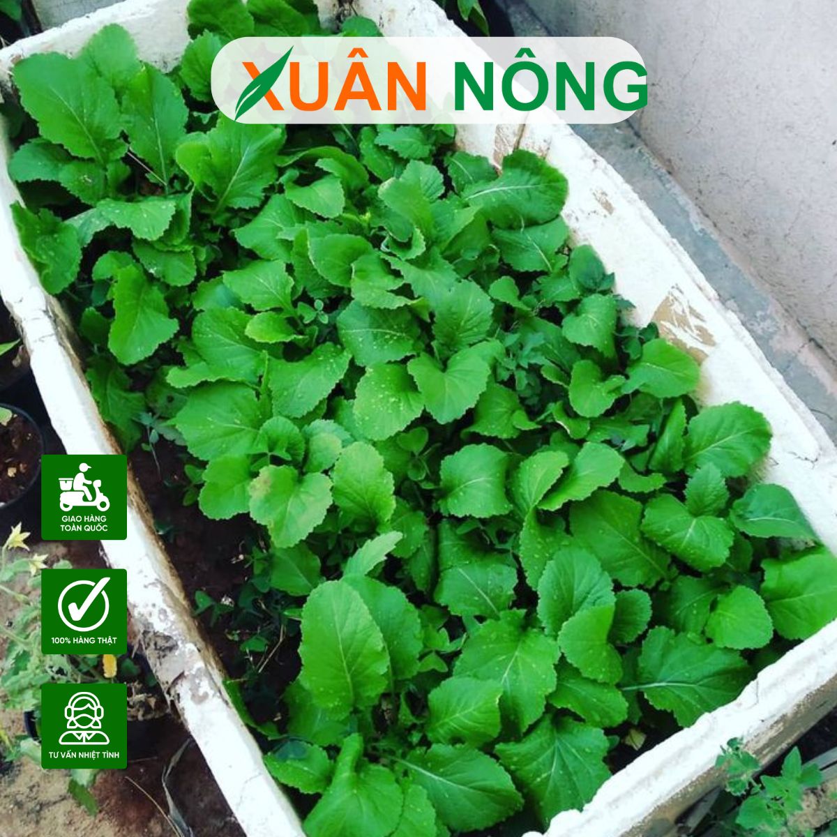 Cách Trồng Rau Dền Sạch Tại Nhà Và Chăm Sóc Đúng Kỹ Thuật Cách Trồng Rau Dền Sạch Tại Nhà Và Chăm Sóc Đúng Kỹ Thuật