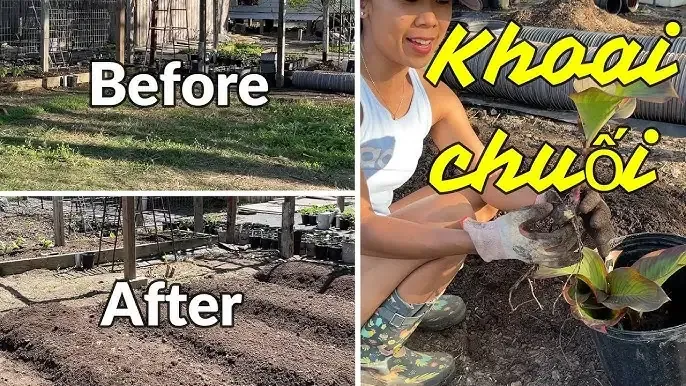 Sơ đồ cách chia luống trồng rau ăn quả khoa học