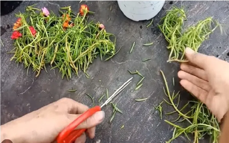 Cách chọn cành giâm hoa mười giờ đạt chuẩn