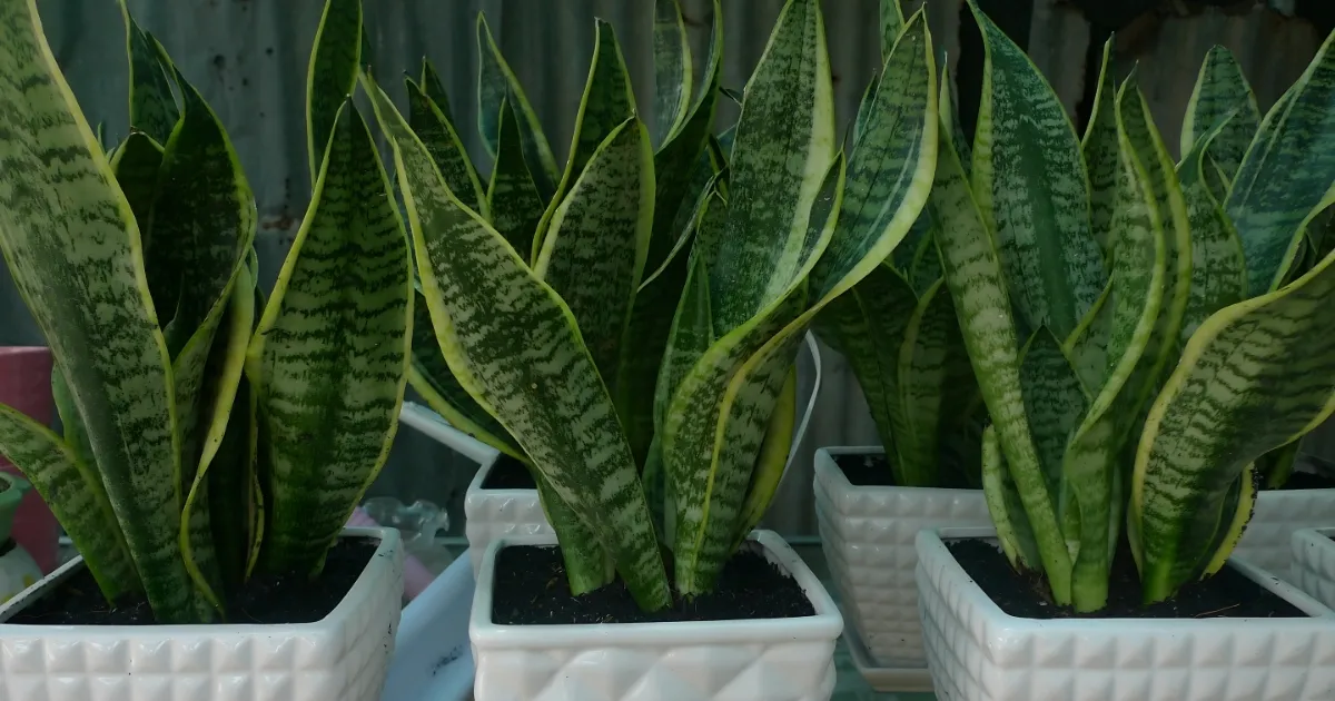 Cây Lưỡi Hổ khỏe mạnh với lá thẳng và bóng