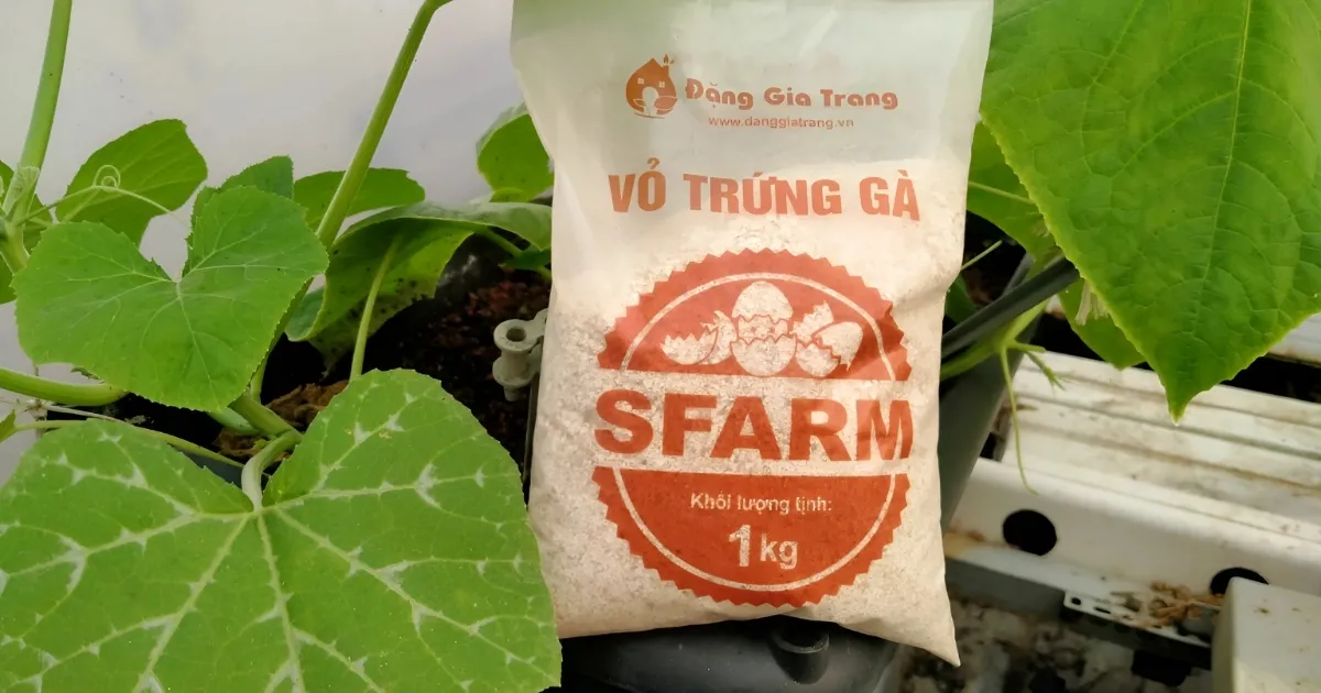 Bổ sung vỏ trứng gà nghiền nhỏ giúp đất trồng cây lưỡi hổ thoáng khí và giàu canxi