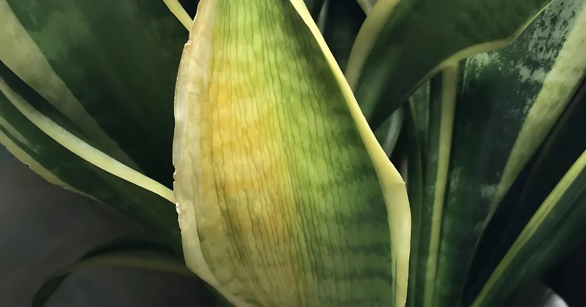 Cây lưỡi hổ bị vàng lá thường do tưới nước quá nhiều hoặc thiếu ánh sáng