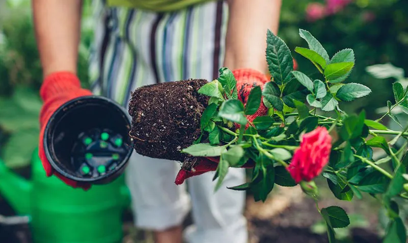Quy trình trộn và cải tạo đất trồng cho hoa hồng, đảm bảo độ thông thoáng và dinh dưỡng