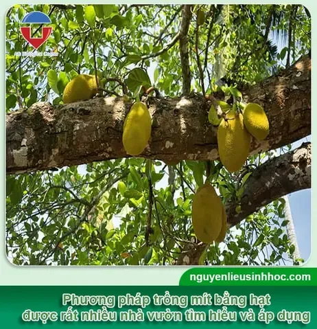 Giới Thiệu Quy Trình Trồng Cây Mít Từ Hạt Chi Tiết