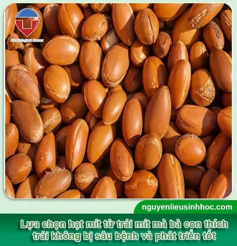 Cảnh Báo Về Cách Chọn Hạt Mít Để Trồng Khởi Đầu Chuẩn Xác