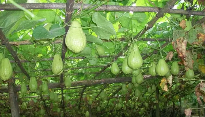 Biện pháp kỹ thuật giữ quả non và tăng đậu quả cho cây su su