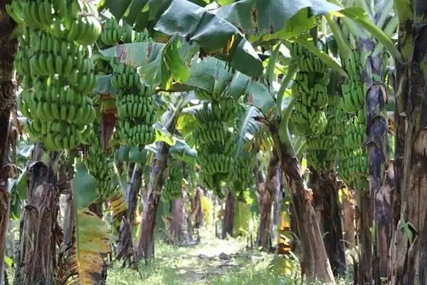 Người nông dân đang kiểm tra buồng chuối khỏe mạnh và đủ tiêu chuẩn