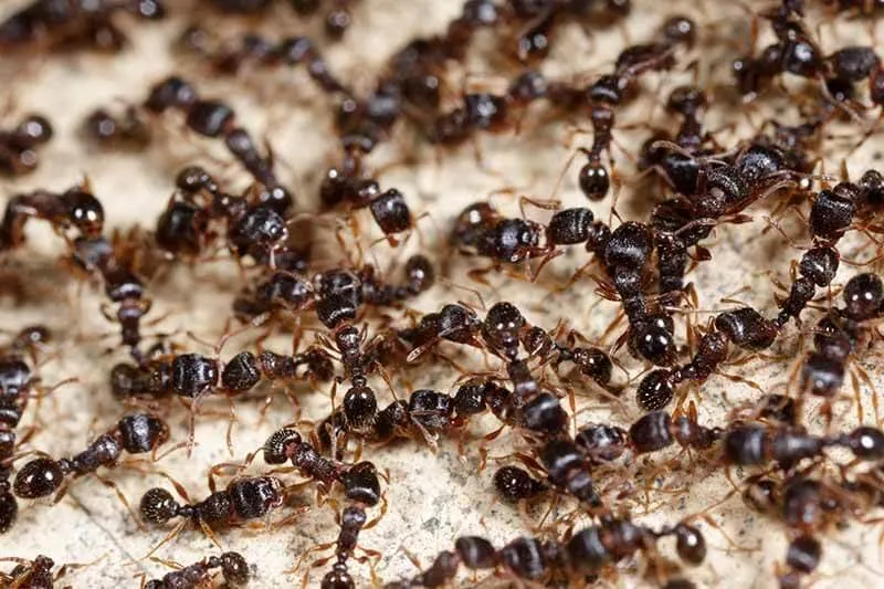 Cấu trúc xã hội và đặc điểm tổ kiến chi tiết