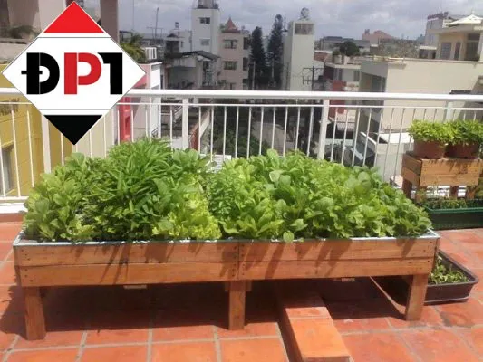 Chậu gỗ trồng rau an toàn, sạch sẽ đảm bảo vệ sinh thực phẩm