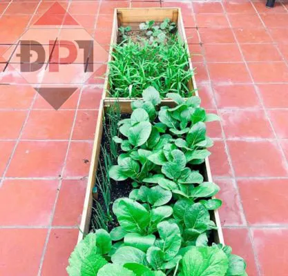 Chậu gỗ trồng rau cải, rau muống xen kẽ