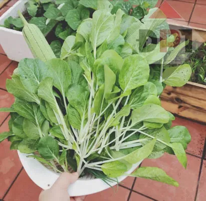 Rau được thu hoạch ăn hàng ngày, đảm bảo chất lượng và an toàn tuyệt đối