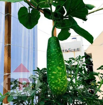 Gốc bí đao trồng trong chậu gỗ cho quả ăn suốt mùa hè, minh chứng cho sự thành công