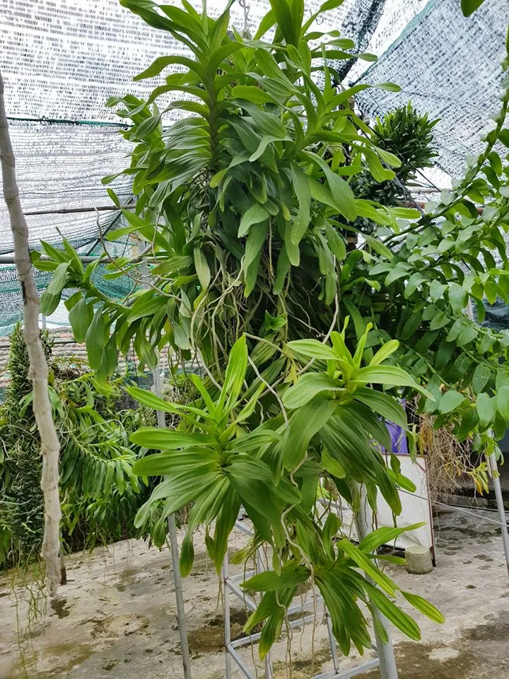 cach ghep lan que thang 8