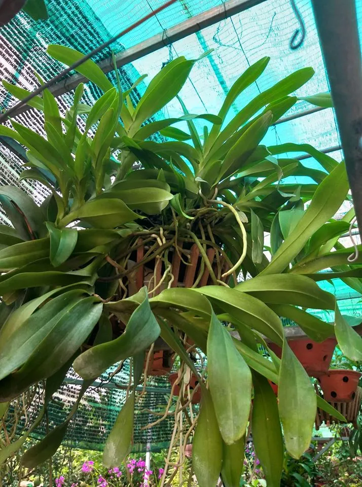 cach ghep que thang 8 1