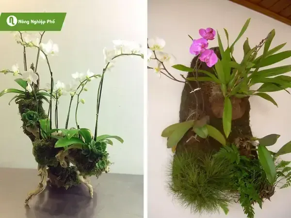 Chuẩn bị đầy đủ vật tư bao gồm chậu, giá thể, dây buộc và cây lan khỏe mạnh trước khi ghép