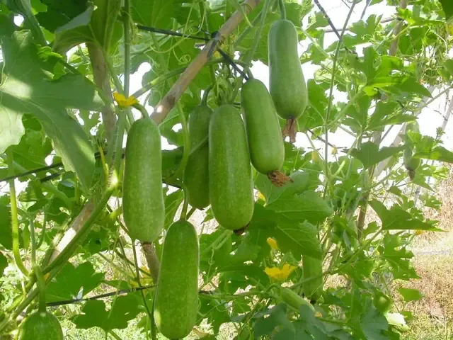 Dây bầu leo giàn cho năng suất cao trong vườn nhà