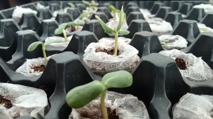 Ươm hạt bầu bằng viên nén xơ dừa kích thích rễ phát triển