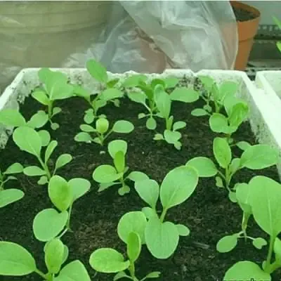 Quy trình thực hiện cách gieo trồng rau cải tại nhà