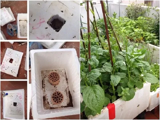 Lợi Ích Của Việc Khoét Lỗ Thoát Nước Ở Đáy Thùng Xốp Để Đảm Bảo Sức Khỏe Cho Bộ Rễ Cây Rau