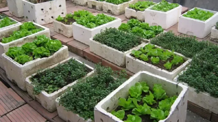 Tự Chế Thuốc Trừ Sâu, Bệnh Hại Rau Khi Trồng Rau Bằng Thùng Xốp Đã Khoét Lỗ