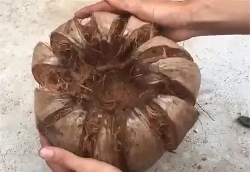 Cách làm chậu trồng lan bằng vỏ dừa: Chăm sóc và tưới nước đúng cách