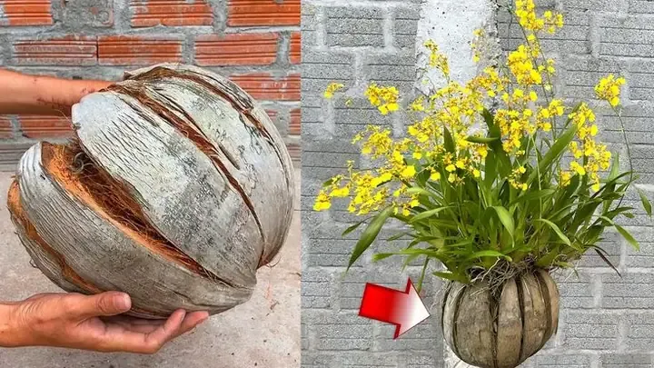 Cách làm chậu trồng lan bằng vỏ dừa: Chuẩn bị vỏ dừa và dụng cụ làm vườn