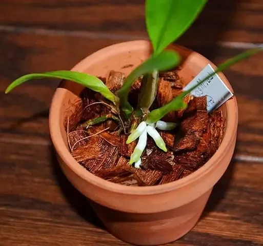 Cách làm chậu trồng lan bằng vỏ dừa: Lựa chọn và vệ sinh chậu trồng