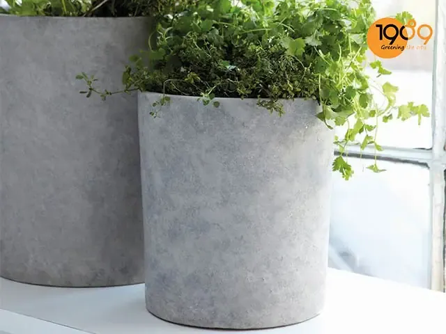Hình ảnh một góc không gian xanh sử dụng chậu xi măng trồng cây trang trí