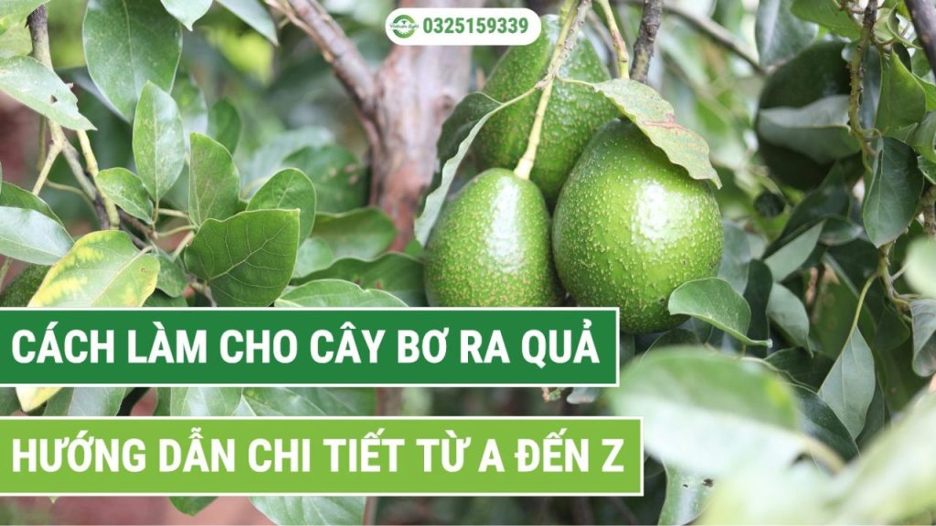 Cách Trồng Hành Lá Từ Hạt: Hướng Dẫn Chi Tiết Từ A Đến Z Cho Năng Suất Cao