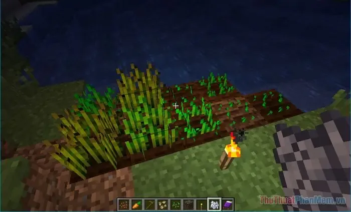 Thân cây Dưa Hấu và Bí Ngô đang phát triển, cho thấy cơ chế lan quả sang khối liền kề