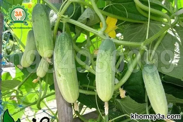 Cách Làm Đất Trồng Dưa Leo: Hướng Dẫn Kỹ Thuật Chi Tiết Từ A Đến Z Đất trồng dưa leo tơi xốp, màu mỡ