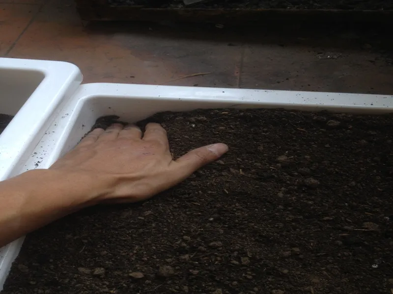 Cách Làm Sạch Đất Trồng Chi Tiết Và Hiệu Quả Cho Vườn Rau Hữu Cơ