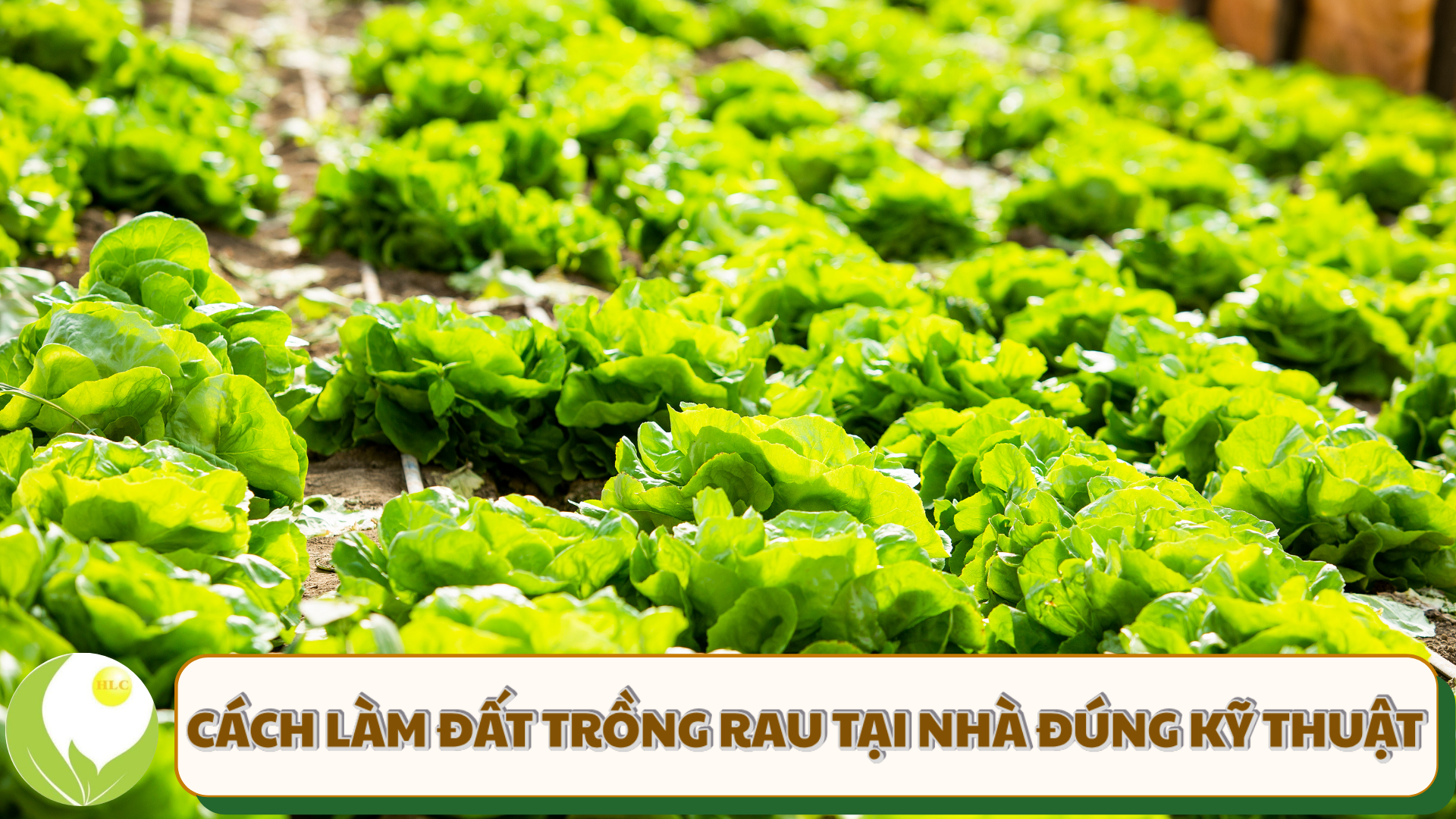 Kỹ Thuật Trồng Chanh Dây Toàn Diện: Hướng Dẫn Chi Tiết Từ A-Z