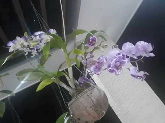 Xử lý rễ lan trước khi trồng theo đúng cách làm gáo dừa trồng lan