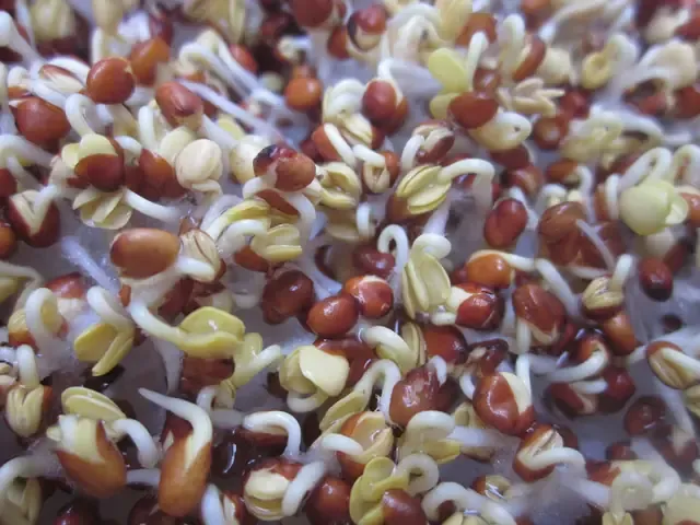 Cảnh gieo hạt rau mầm lên lớp giá thể đã chuẩn bị