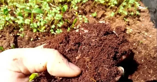 Một người đang kiểm tra độ ẩm và độ xốp của giá thể trồng rau mầm