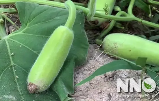 Các bước thực hiện làm giàn bầu bằng thép chắc chắn