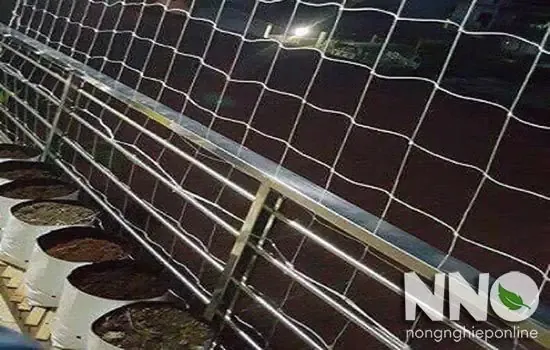 Tận dụng lưới cước, lưới nhựa để làm giàn trồng bầu nhanh chóng