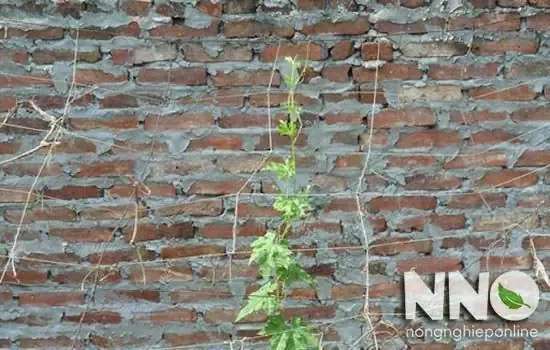 Các bước thực hiện làm giàn bầu theo cấu trúc chữ A phổ biến