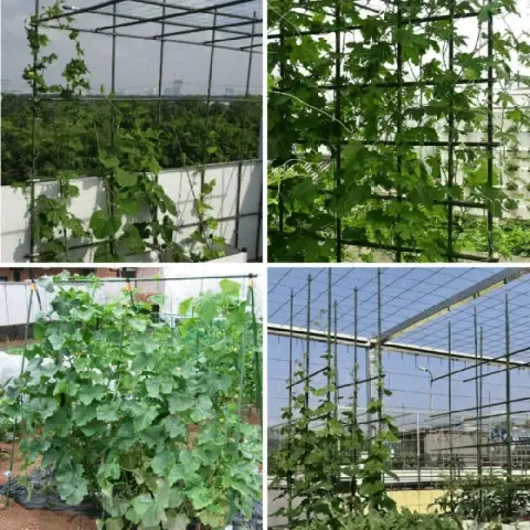 Lợi Ích Của Việc Làm Giàn Cho Rau Ăn Quả (Bầu, Bí, Khổ Qua)