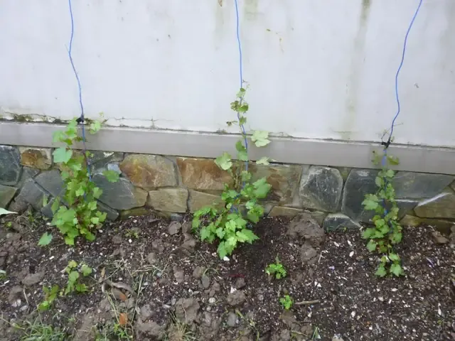 Sơ đồ thiết kế giàn trồng nho mái bằng phổ biến tại Việt Nam