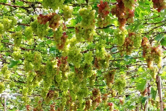 Kỹ sư nông nghiệp kiểm tra độ pH của đất để trồng nho