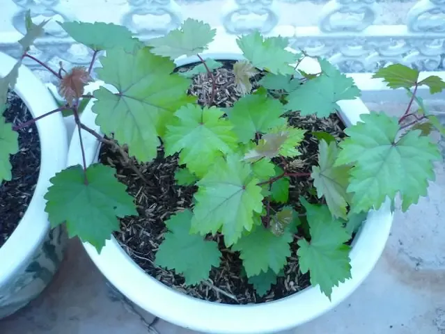 Thao tác cắt tỉa cành cấp 1 để tạo hình và phát triển tán cho cây nho