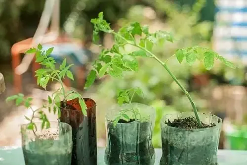 Trồng trực tiếp rau ăn lá trong chậu làm từ chai nhựa trên giàn