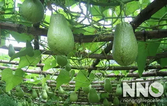 Giàn trồng su su làm bằng các thanh tre nứa được buộc chắc chắn