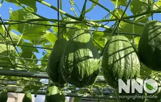 Giàn su su làm bằng dây thép mạ kẽm có độ căng và chịu lực tốt