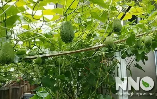 Giàn su su được làm bằng dây nilon căng giữa hai trụ cố định